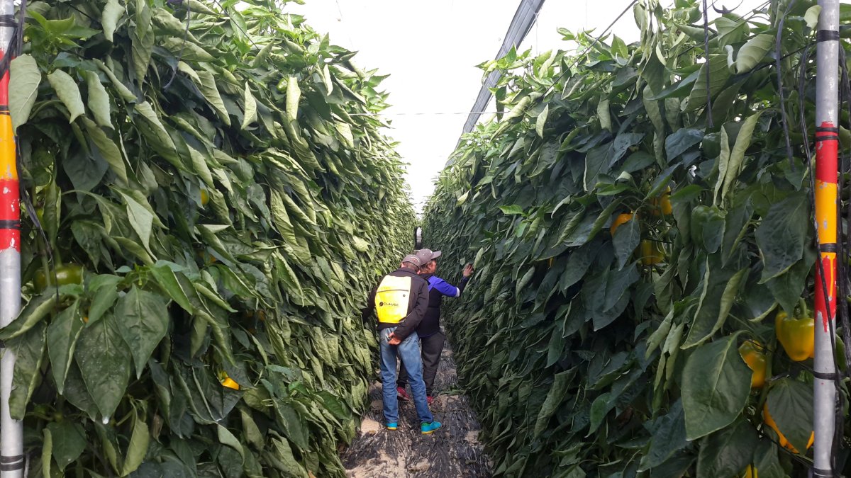 Dos agricultores observan una plantación de California amarillo en una de las fincas de HM Clause.