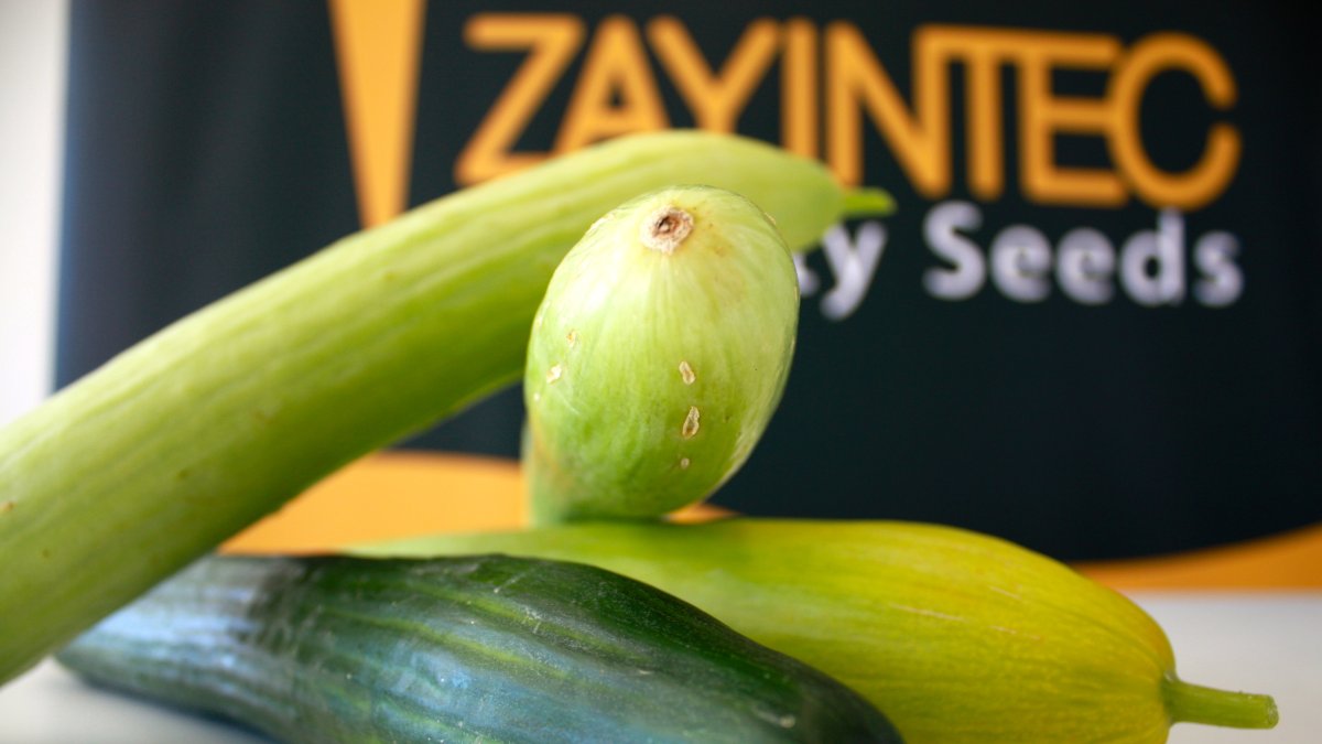 El calabacín y la berenjena son las dos hortalizas que han tenido un comportamiento más inusual debido a su alto precio durante gran parte de la camp