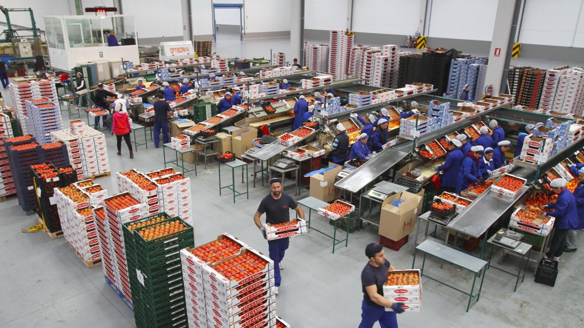 Trabajo intenso en los almacenes hortofrutícolas