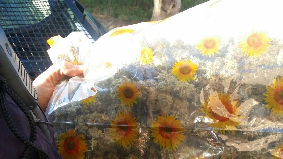 Un agente muestra la bolsa de cogollos