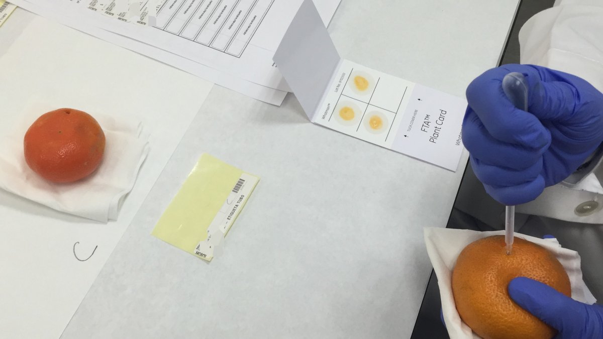 Imagen de la extracción de zumo de la mandarina para su posterior análisis por marcadores moleculares.