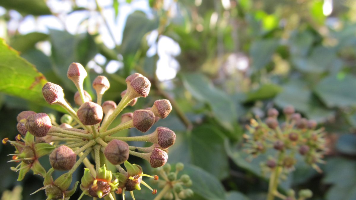 Imagen de la Hedera helix L.