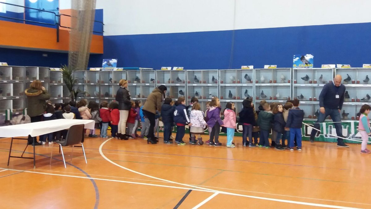 Los escolares han visitado la exposición para conocer de cerca las palomas.