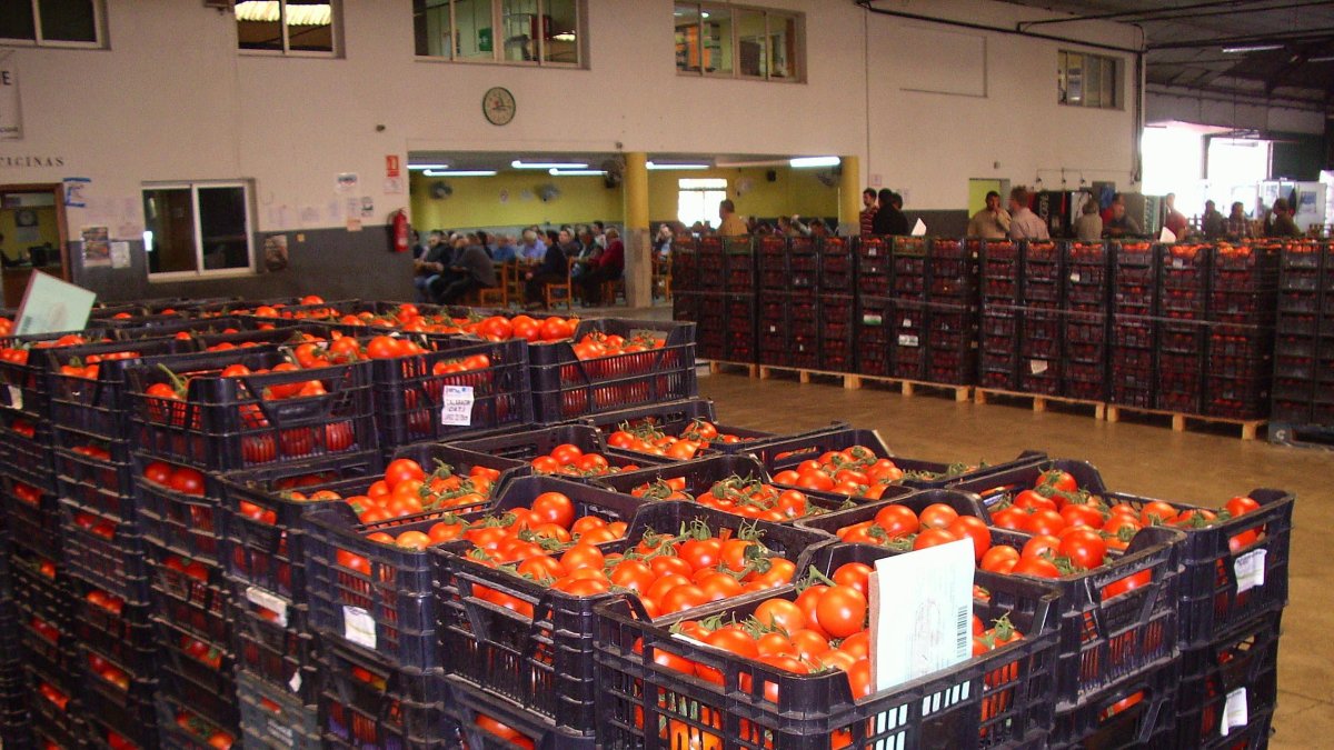 Partida de tomates en una subasta del Poniente almeriense.