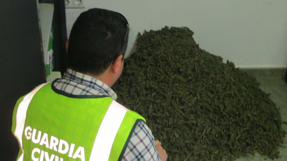 Un agente con parte de la marihuana localizada.