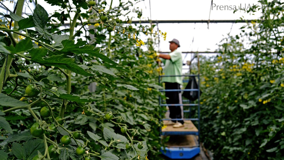 Imagen de la finca experimental UAL-Anecoop, ubicada en La Cañada de San Urbano (Almería).