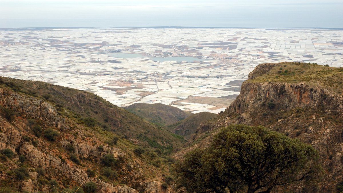 Panorámica de los invernaderos, paisaje indisoluble a la realidad del Poniente de Almería.