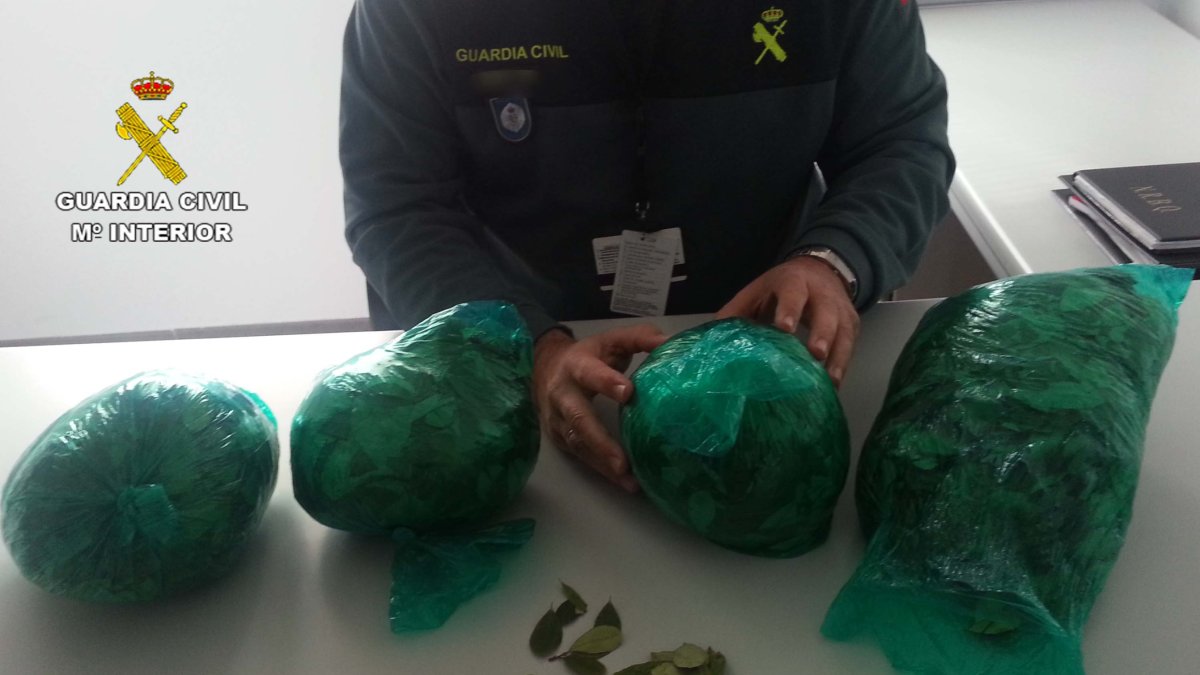 Hojas de coca decomisadas