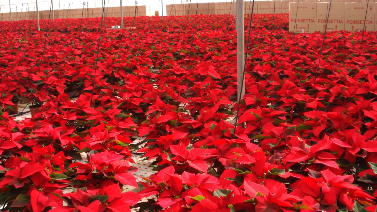 Vivero de poinsetia o