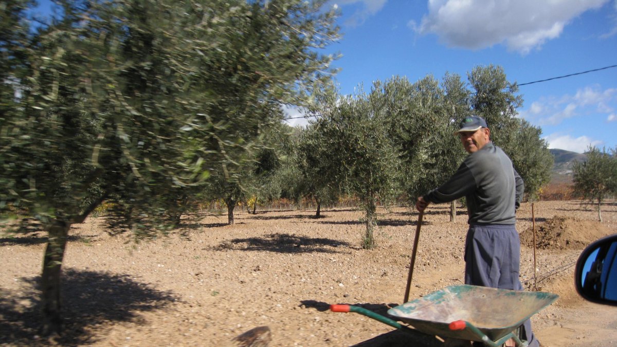 La renta agraria andaluza subió en 2016 un 7,1% respecto a 2015.