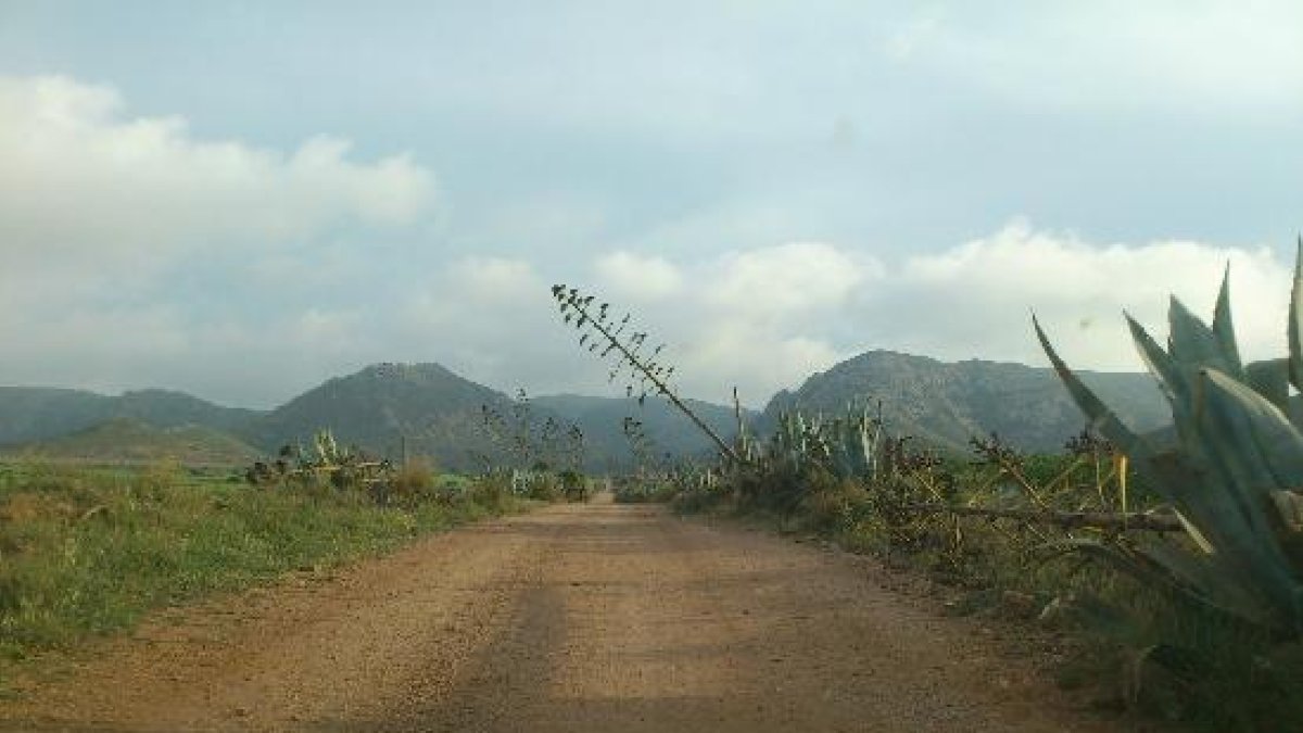 Camino cercano a los Albaricoques, con su paisaje característico de pitas y pitacos.