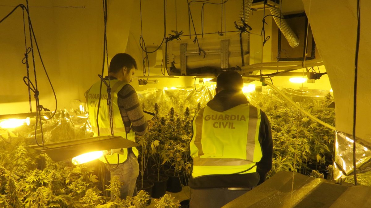 Imagen de la vivienda donde cultivaban la droga.