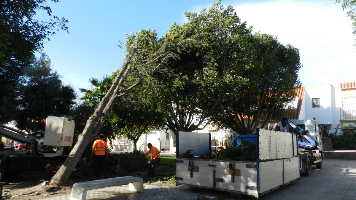 Operarios retirando el pino caído en la Plaza Zenete.