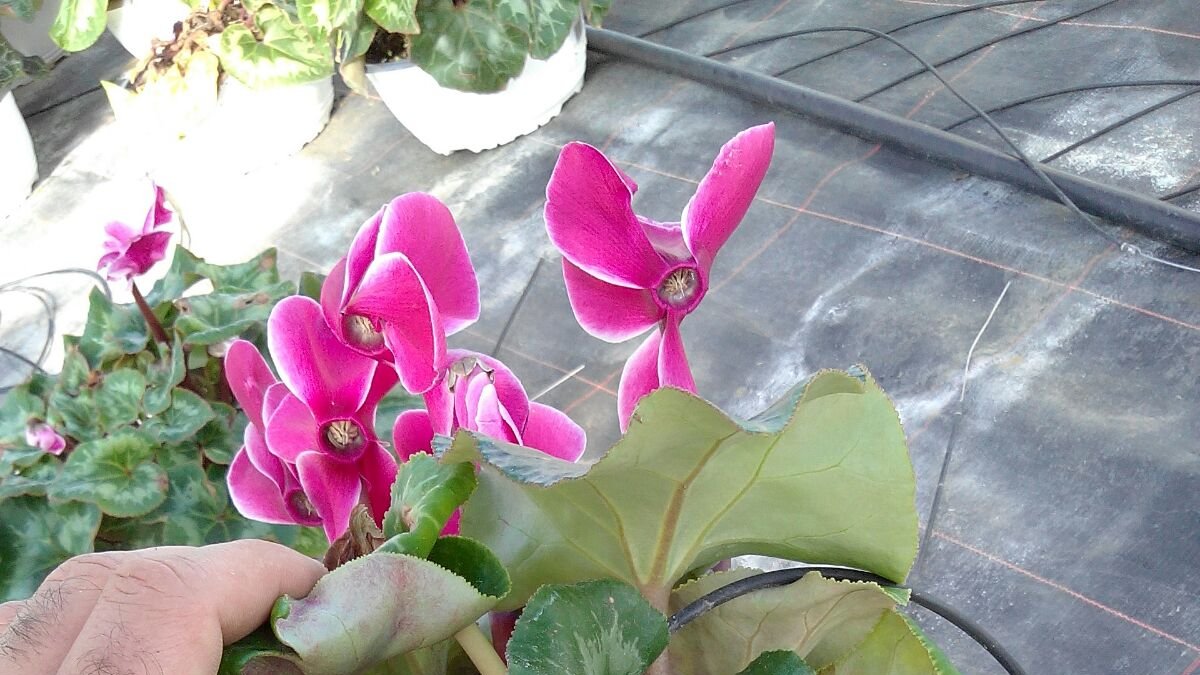 Los geranios, petunias, alegrías o pensamientos son plantas que florecen de forma escalonada entre febrero y octubre.