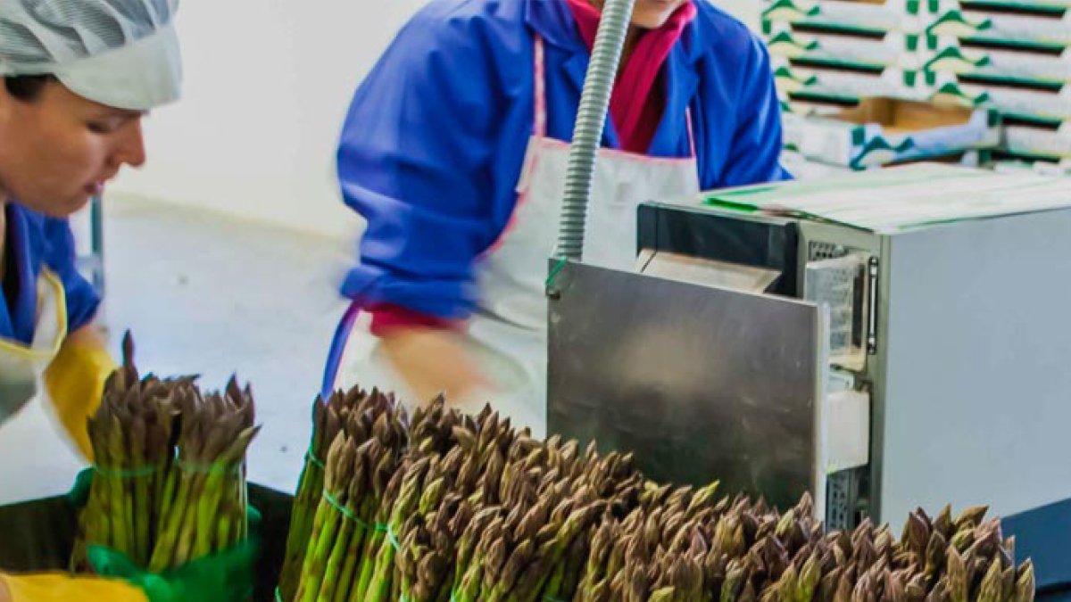 El espárrago permitirá a Unica Group crecer en producción y diversificación.
