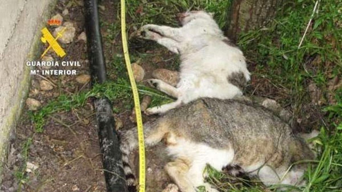 Gatos muertos, en una foto de la Guardia Civil.