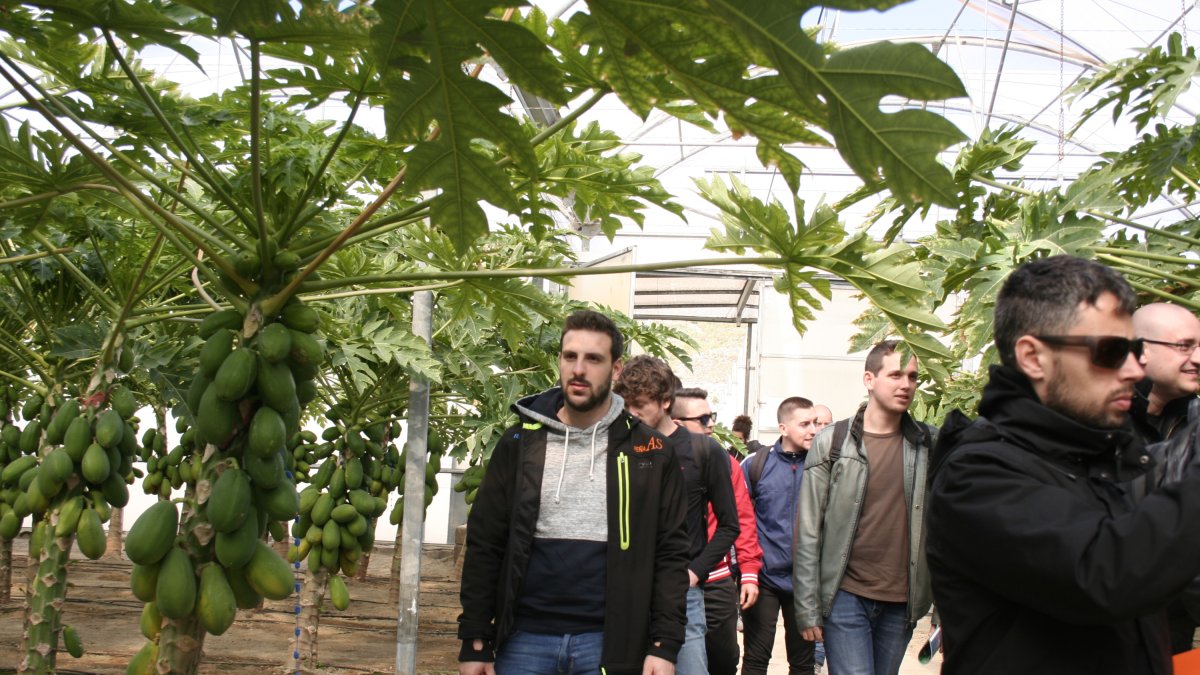Jóvenes estudiantes visitan una finca de papaya en Almería.