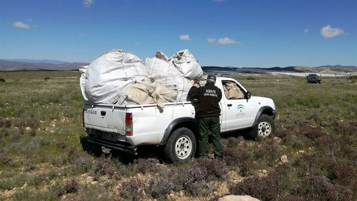 Un agente de Medio Ambiente carga en un vehículo los sacos con el tomillo recogido sin permiso.