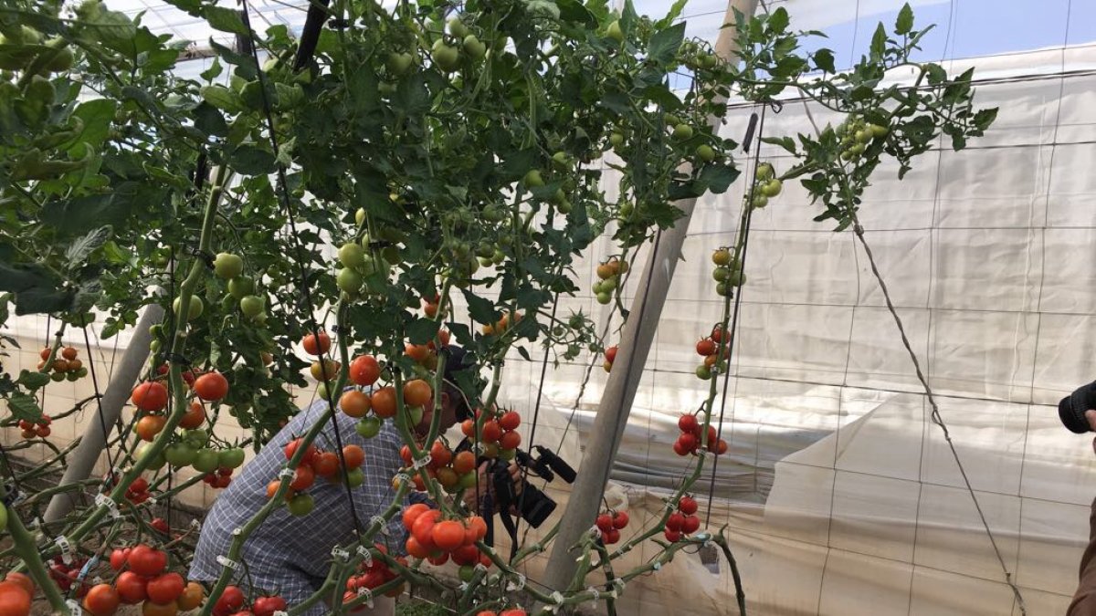 Lugar de acceso al cortijo donde el presunto autor del crimen se ahorcó.