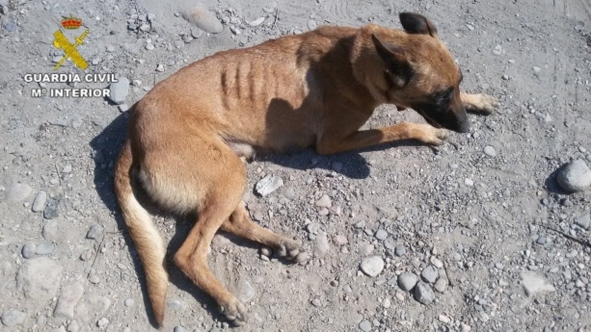 Uno de los perros localizados por la Guardia Civil.