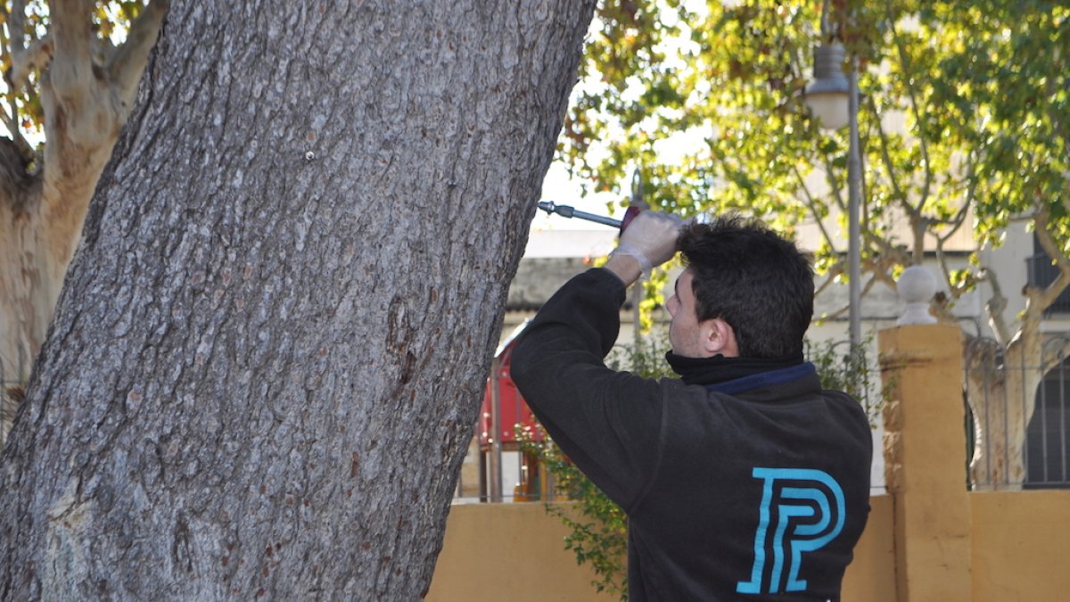 Un operario de jardinería realiza su labor.