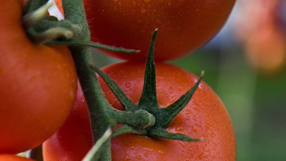 El tomate, el producto más venerado de la agricultura almeriense.