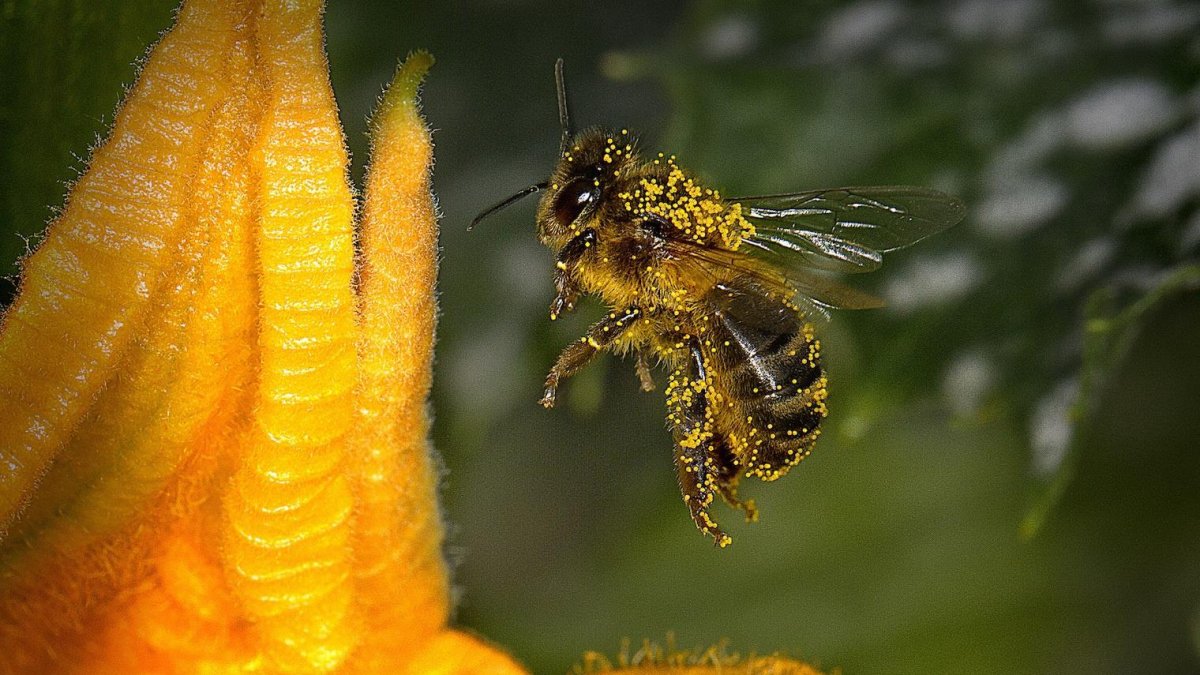 Los abejorros polinizan las flores al transportar el polen de los estambres al pistilo de cada flor.