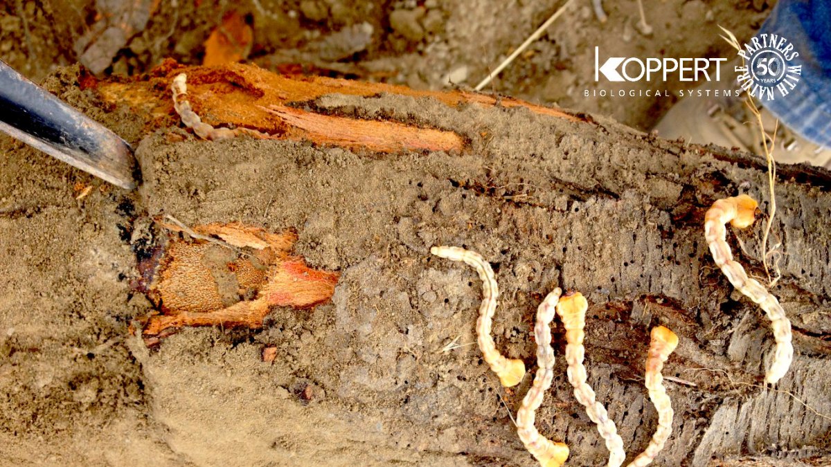 El gusano cabezudo puede provocar la muerte del almendro.?