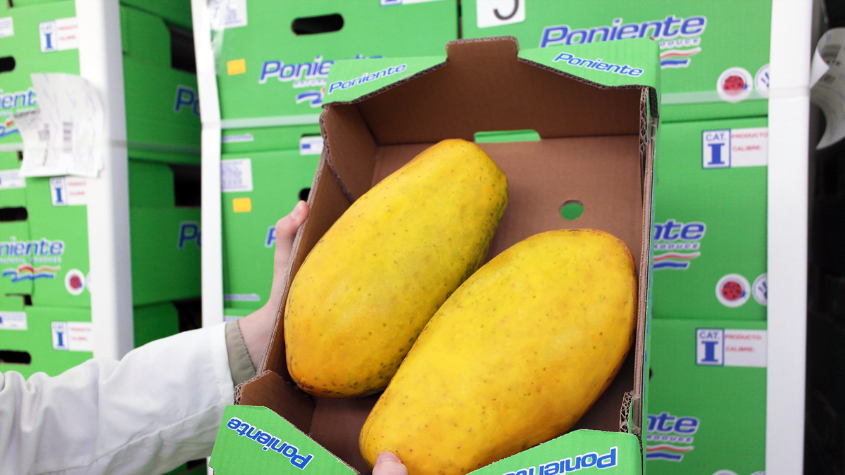 Papaya comercializada por Agroponiente