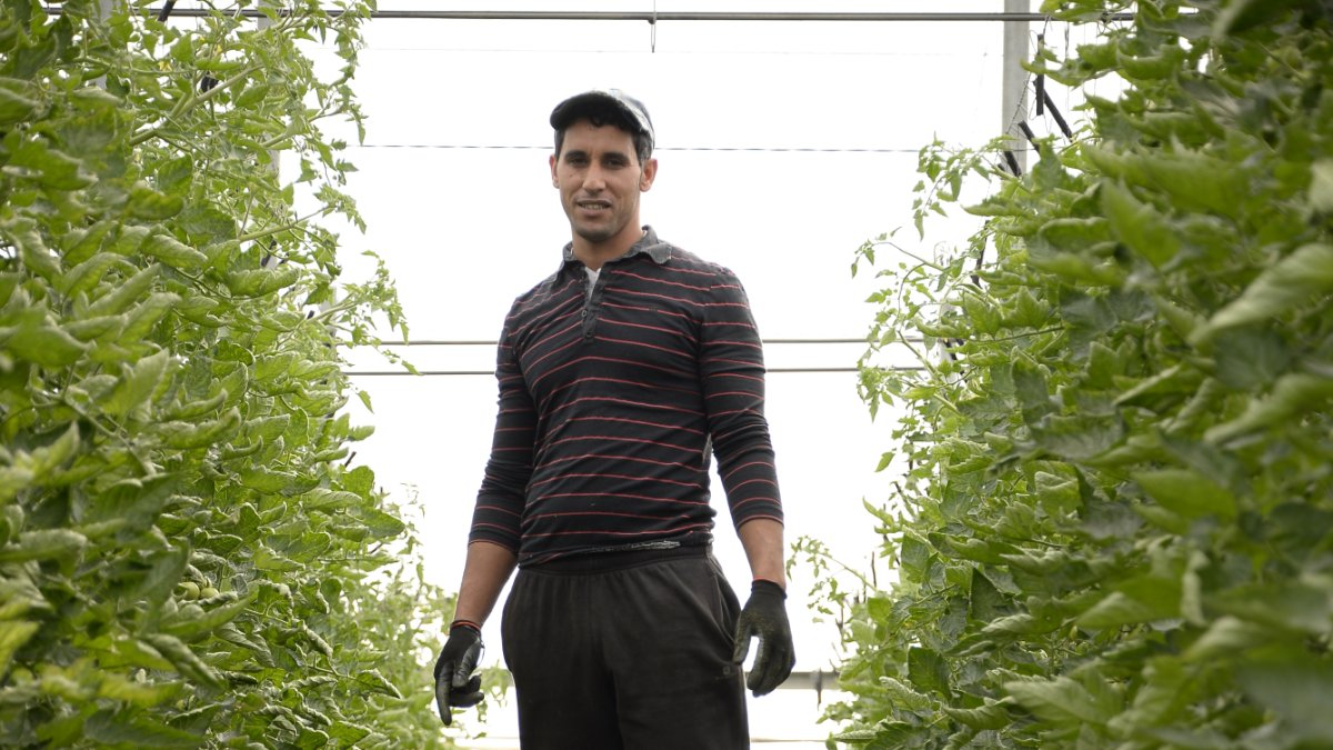 Un trabajador de invernadero recoge tomate subido a una original escalera.