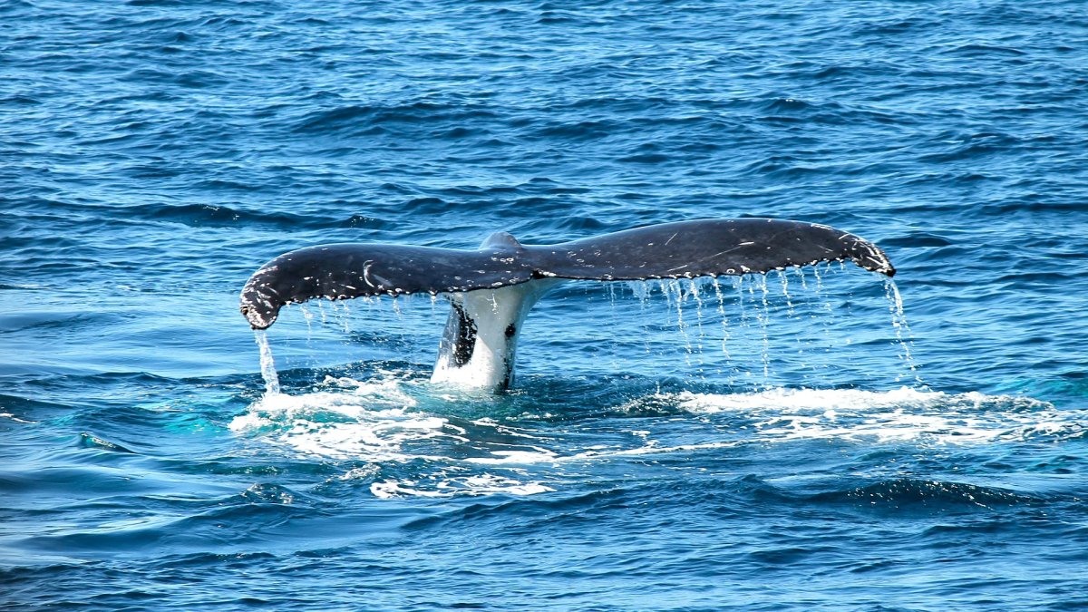 Ballena