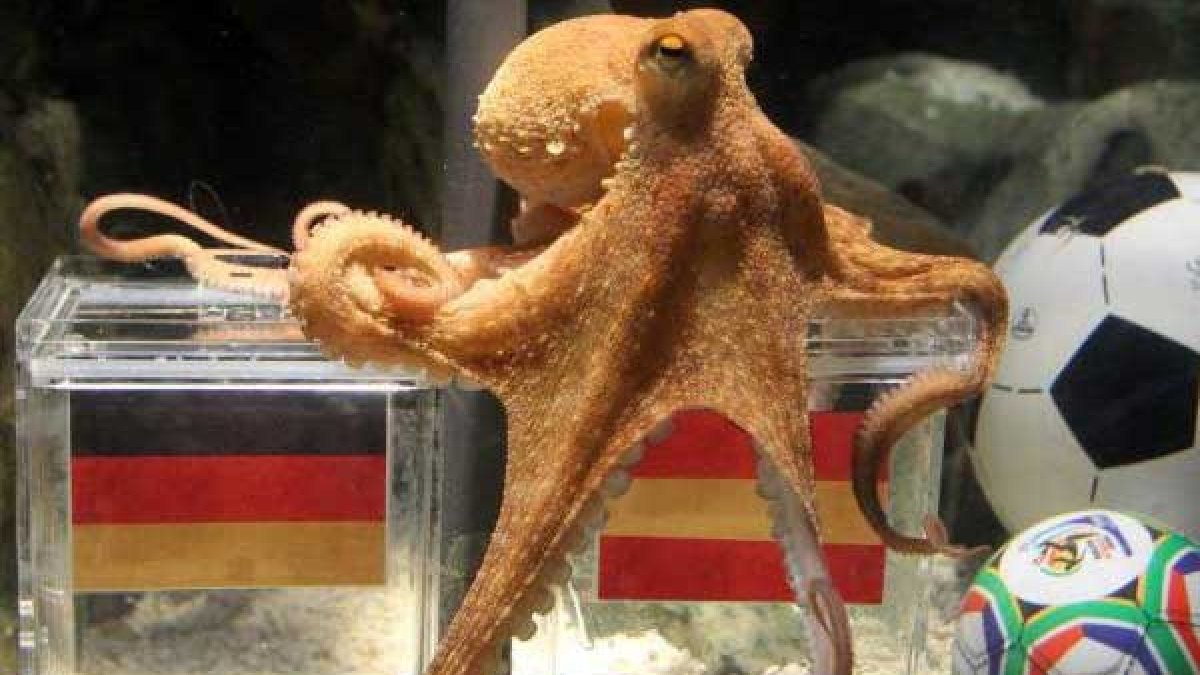 Si el pulpo Paul levantara la pata...