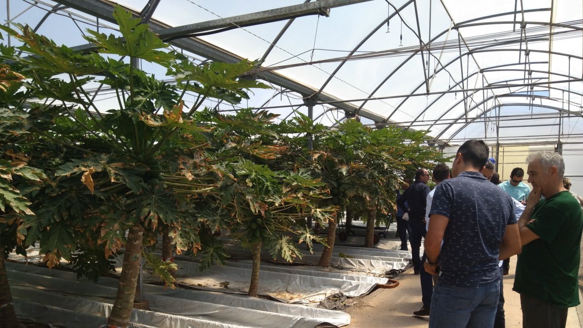 Un grupo de interesados visita una de las fincas experimentales de la Estación 