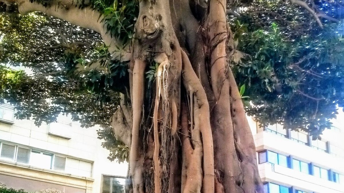Imagen del ficus centenario, un icono de la capital, situado en pleno Paseo de Almería.