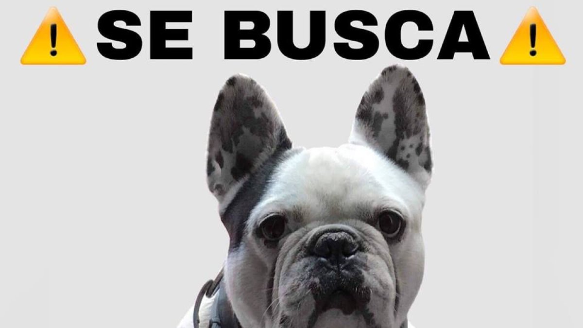 Carteles que su dueña está repartiendo por la ciudad.