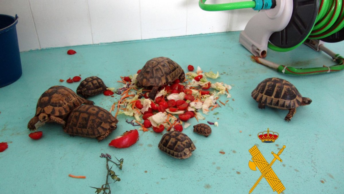 Tortugas rescatadas por la Guardia Civil.