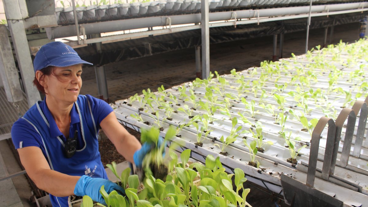 Los Guiraos cuenta con una de las industrias agrícolas más innovadoras.