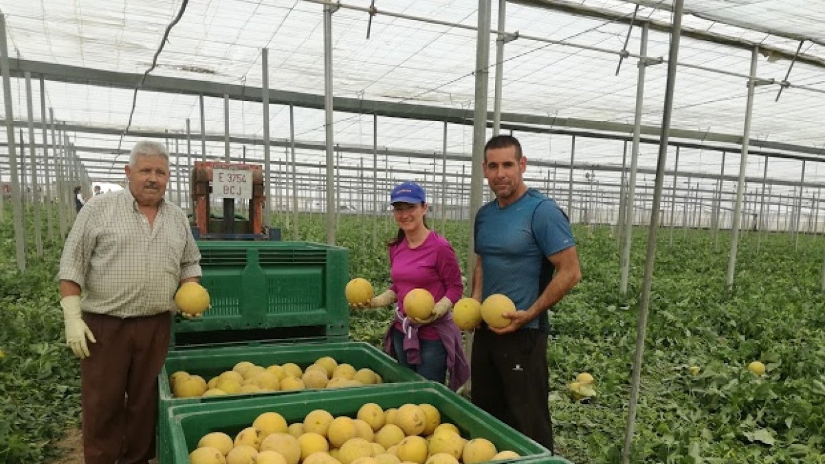 Agricultores almerienses recolectando su cultivo de melón Galia.