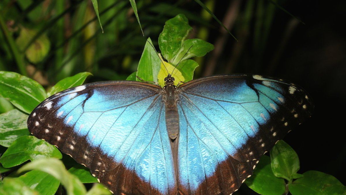 La Morpho Peleides una mariposa tropical de gran belleza del Mariposario de Nijar