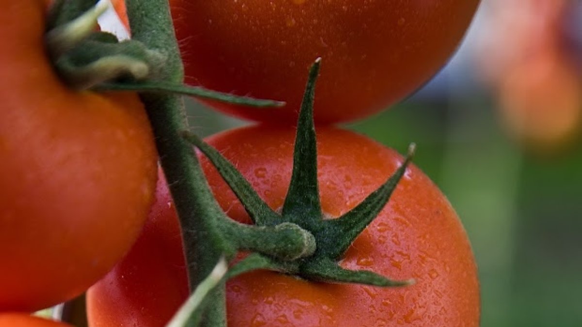 El estudio avanzado de caracteres cuantitativos en tomate es objeto de gran interés en el campo de la mejora genética.