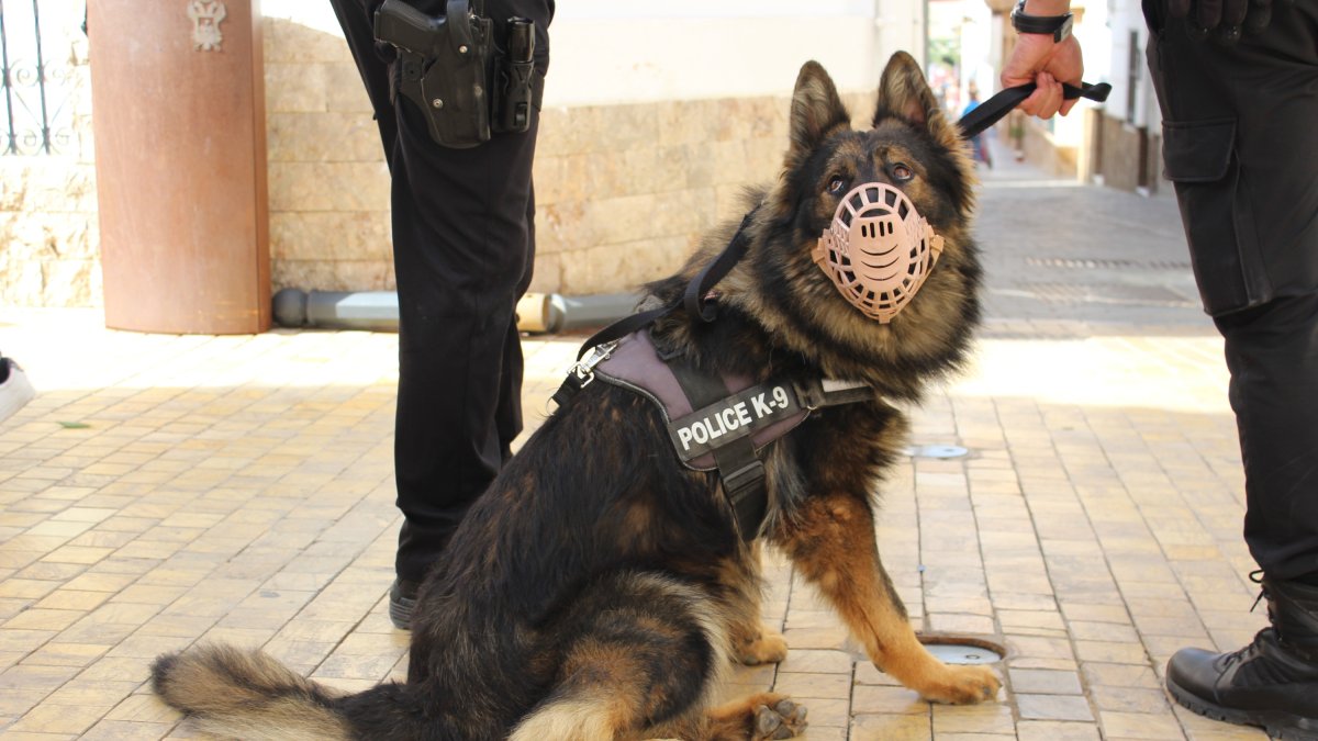 Perro de la unidad canina recién creada en Vera.