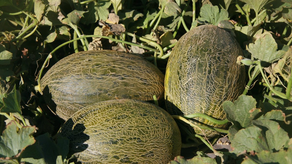 El melón piel de sapo es cada vez más importante en los cultivos del sureste español.