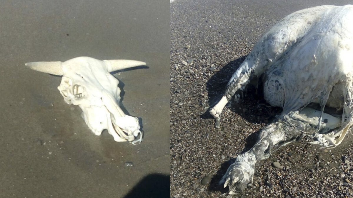 Restos de la vaca aparecida en la playa de Vera.