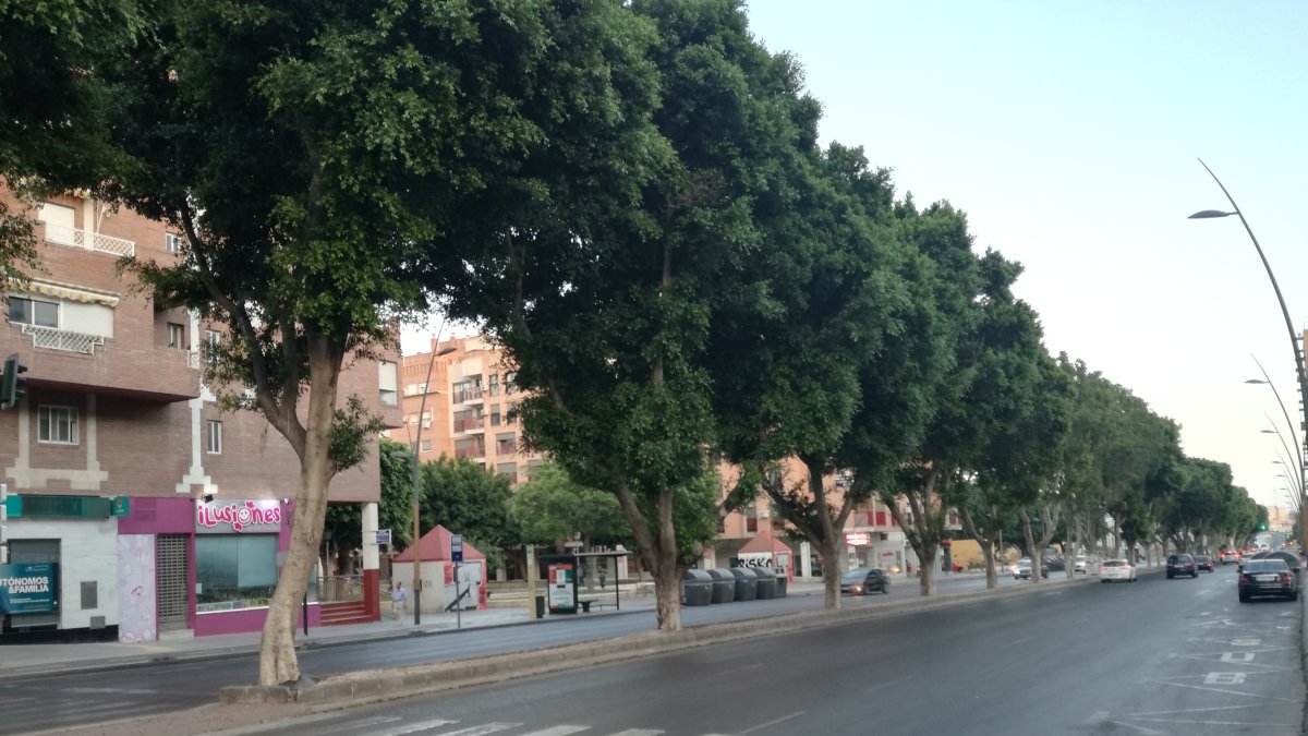 Ficus en la Avenida del Mediterráneo amenazados por el traslado que han provocado la indignación de los vecinos.
