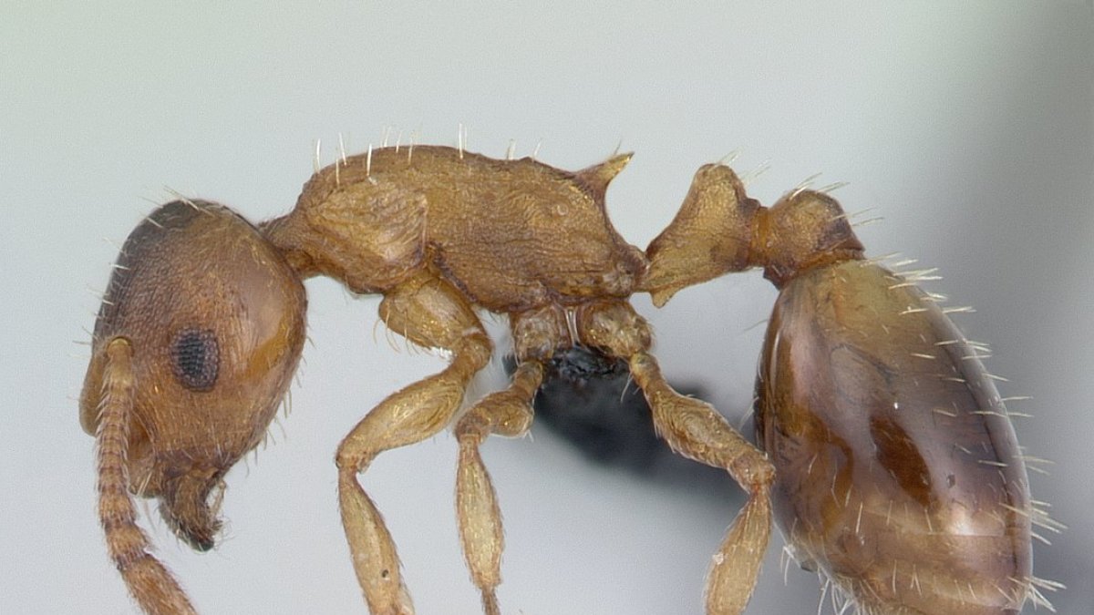 Hormiga del género Temnothorax, similar a la descubierta en Pulpí.