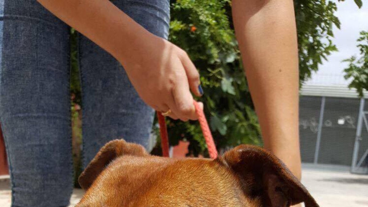 El perro sustraído tras su recuperación