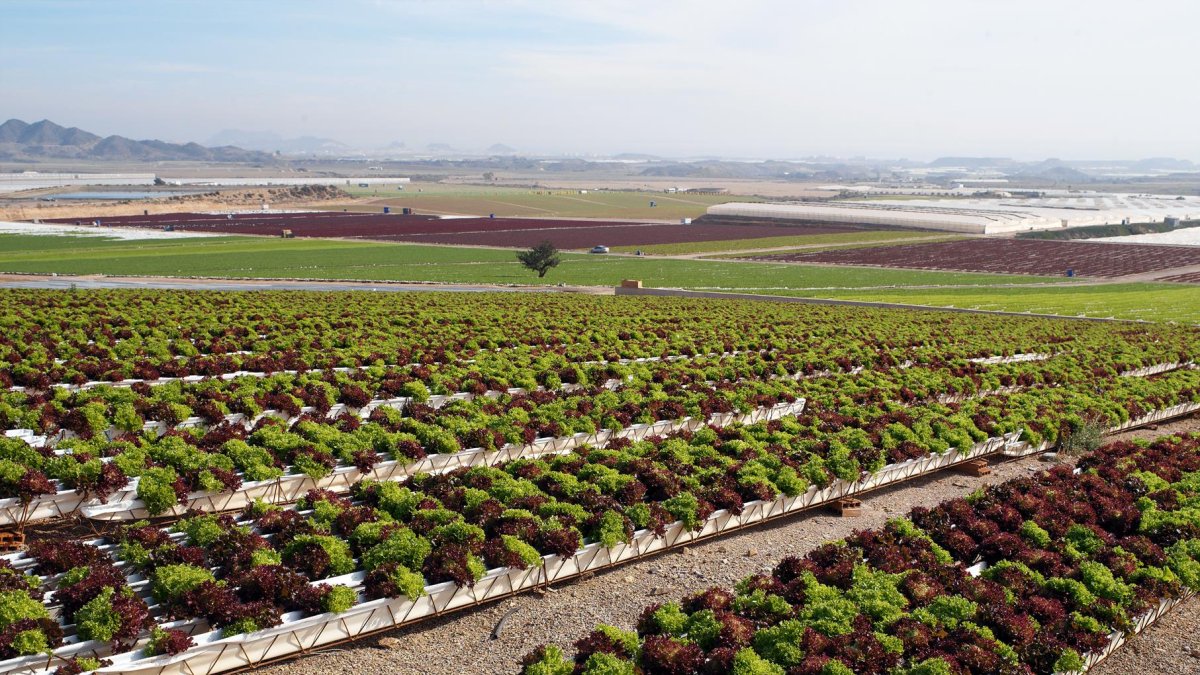 Campos de cultivo de lechugas en Los Guiraos (Cuevas del Almanzora) regados con agua del Trasvase del Negratín y con pozos propios.