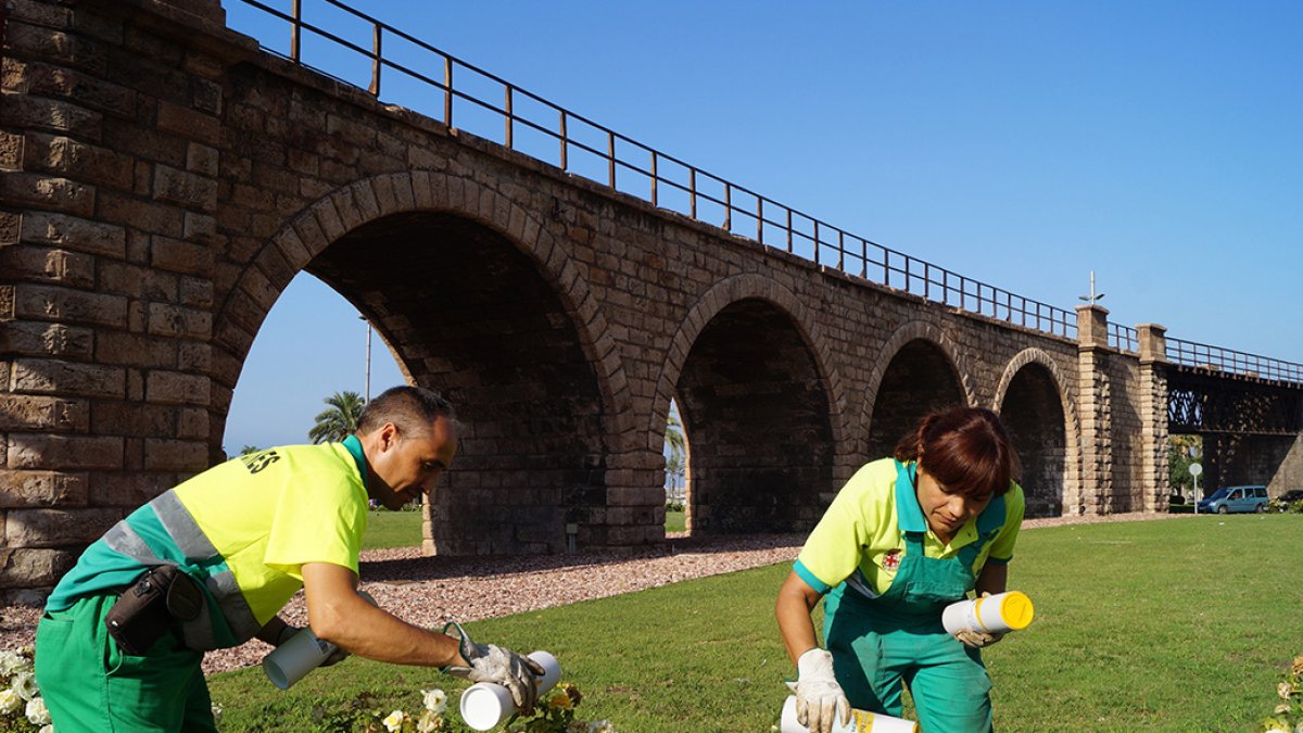 Jardineros del Ayto. de Almería soltando andersoni en rosales