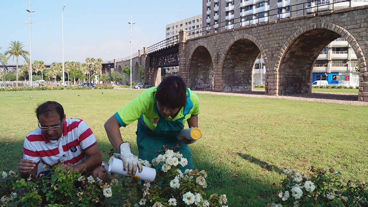 Insectos buenos para luchar contra las plagas en rosales