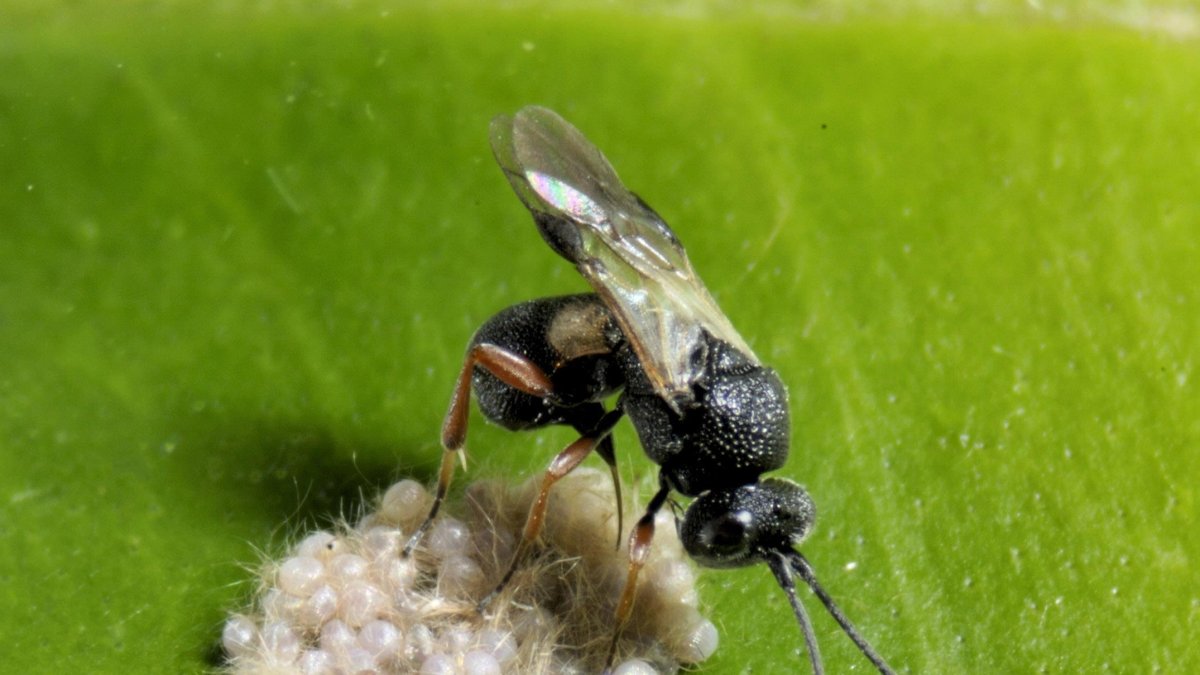 El veneno del insecto afectó a la víctima que falleció en Málaga capital